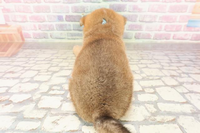 広島県の柴犬(標準サイズ) (Coo&RIKU東広島店/2025年6月23日生まれ/男の子/赤)の子犬の4枚目の画像