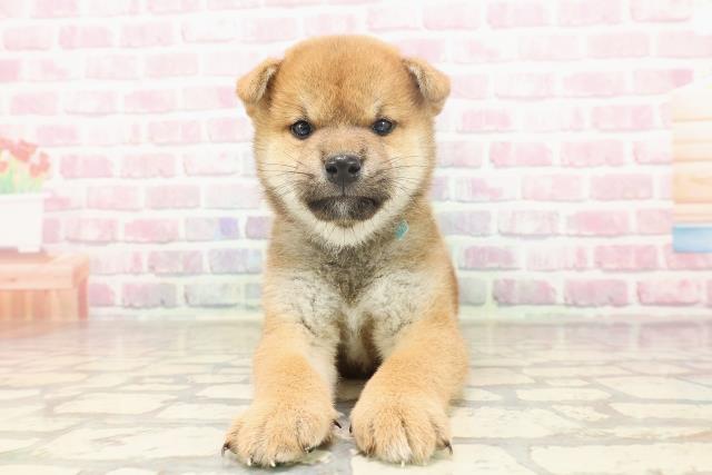 富山県の柴犬(標準サイズ) (Coo&RIKU富山店/2025年6月23日生まれ/男の子/赤)の子犬の1枚目の画像