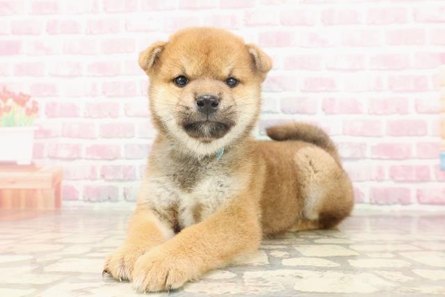 富山県の柴犬(標準サイズ) (Coo&RIKU富山店/2025年6月23日生まれ/男の子/赤)の子犬の2枚目の画像