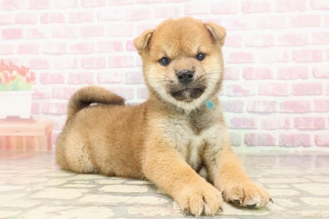 富山県の柴犬(標準サイズ) (Coo&RIKU富山店/2025年6月23日生まれ/男の子/赤)の子犬の3枚目の画像