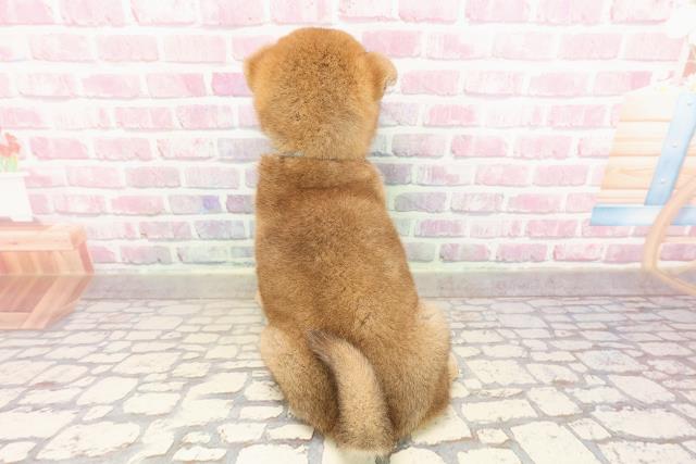 富山県の柴犬(標準サイズ) (Coo&RIKU富山店/2025年6月23日生まれ/男の子/赤)の子犬の4枚目の画像