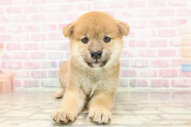 埼玉県の柴犬(標準サイズ) (Coo&RIKUアニマルケアセンター大宮/2025年6月23日生まれ/女の子/赤)の子犬の1枚目の画像