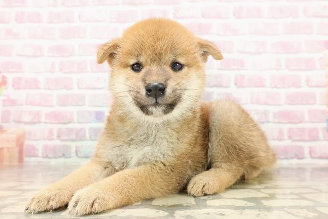埼玉県の柴犬(標準サイズ) (Coo&RIKUアニマルケアセンター大宮/2025年6月23日生まれ/女の子/赤)の子犬の2枚目の画像