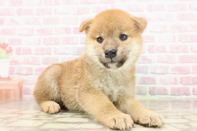 埼玉県の柴犬(標準サイズ) (Coo&RIKUアニマルケアセンター大宮/2025年6月23日生まれ/女の子/赤)の子犬の3枚目の画像