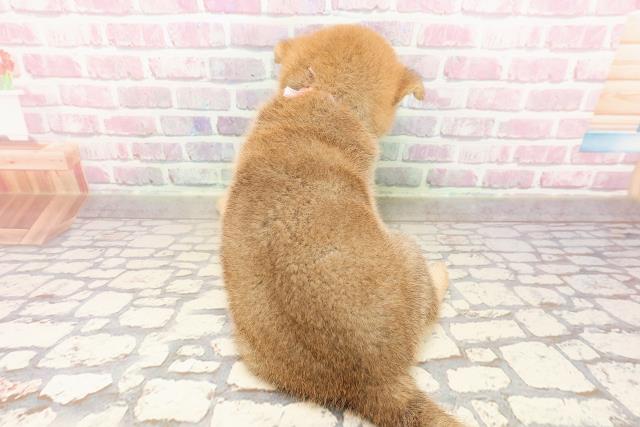 埼玉県の柴犬(標準サイズ) (Coo&RIKUアニマルケアセンター大宮/2025年6月23日生まれ/女の子/赤)の子犬の4枚目の画像