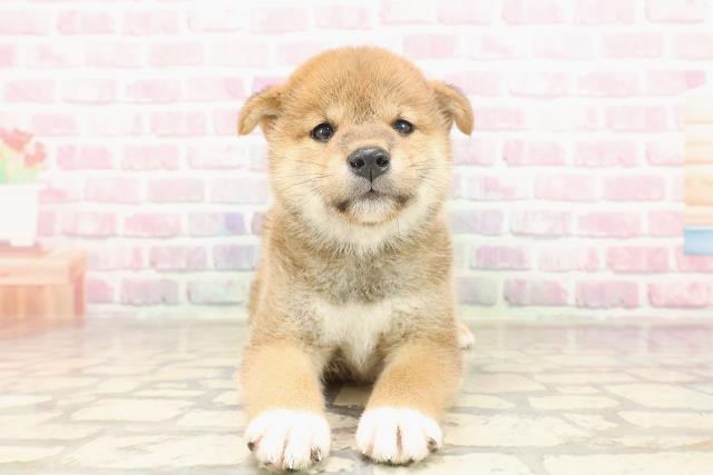 埼玉県の柴犬(標準サイズ) (Coo&RIKUアニマルケアセンター大宮/2025年6月23日生まれ/女の子/赤)の子犬の1枚目の画像