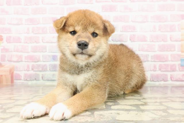 埼玉県の柴犬(標準サイズ) (Coo&RIKUアニマルケアセンター大宮/2025年6月23日生まれ/女の子/赤)の子犬の2枚目の画像