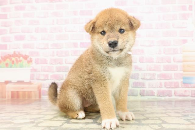 埼玉県の柴犬(標準サイズ) (Coo&RIKUアニマルケアセンター大宮/2025年6月23日生まれ/女の子/赤)の子犬の3枚目の画像