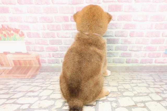 埼玉県の柴犬(標準サイズ) (Coo&RIKUアニマルケアセンター大宮/2025年6月23日生まれ/女の子/赤)の子犬の4枚目の画像