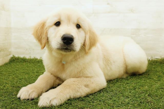 千葉県のゴールデンレトリバー (Coo&RIKU東船橋店/2025年6月19日生まれ/男の子/ゴールド)の子犬の2枚目の画像