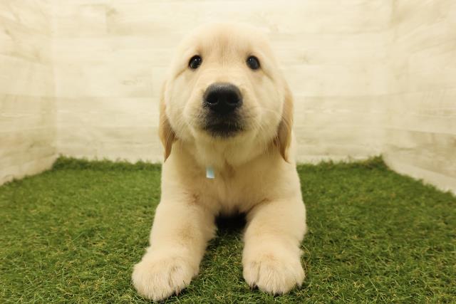 新潟県のゴールデンレトリバー (Coo&RIKU新潟東店/2025年6月19日生まれ/男の子/ゴールド)の子犬の1枚目の画像