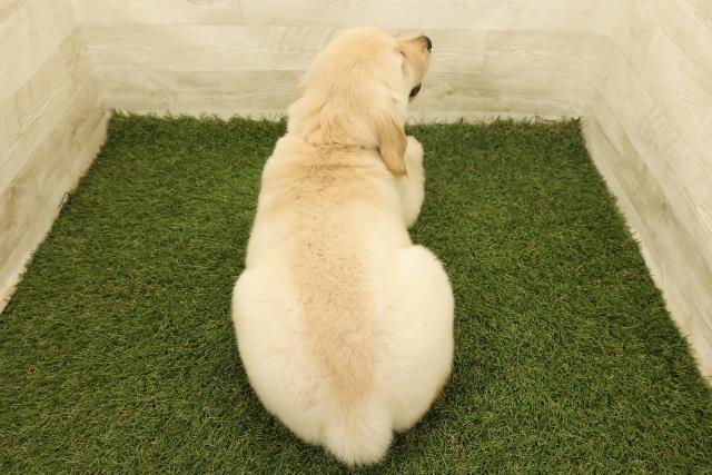 新潟県のゴールデンレトリバー (Coo&RIKU新潟東店/2025年6月19日生まれ/男の子/ゴールド)の子犬の4枚目の画像