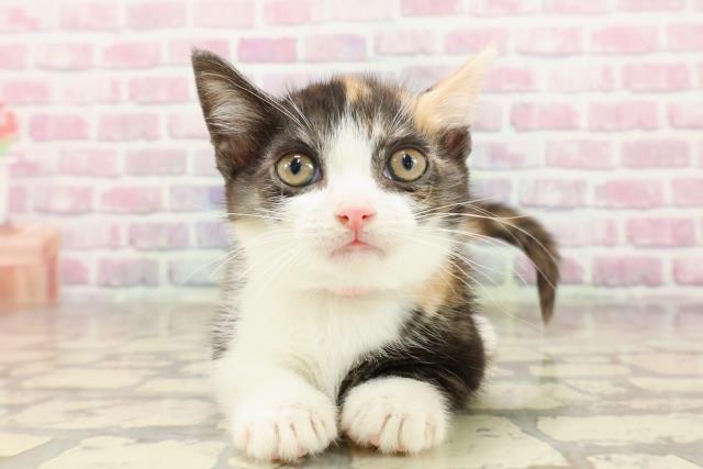 神奈川県のマンチカン (Coo&RIKU横浜旭店/2025年6月18日生まれ/女の子/キャリコ)の子猫の1枚目の画像