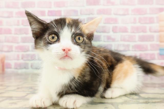 神奈川県のマンチカン (Coo&RIKU横浜旭店/2025年6月18日生まれ/女の子/キャリコ)の子猫の2枚目の画像