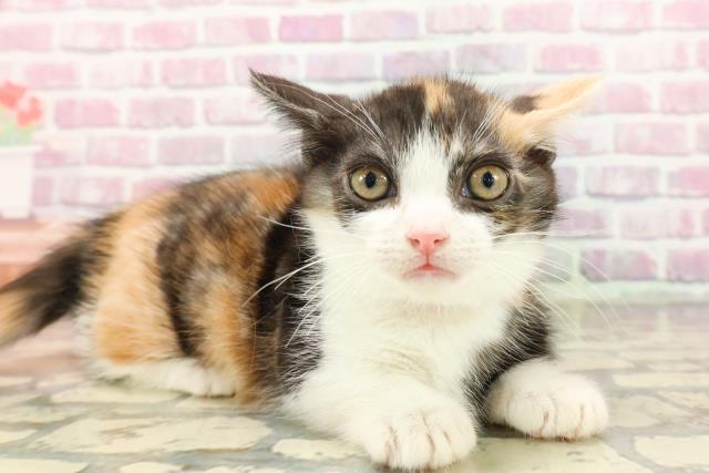 神奈川県のマンチカン (Coo&RIKU横浜旭店/2025年6月18日生まれ/女の子/キャリコ)の子猫の3枚目の画像