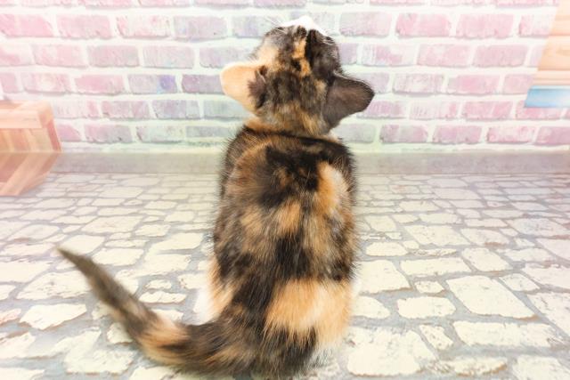 神奈川県のマンチカン (Coo&RIKU横浜旭店/2025年6月18日生まれ/女の子/キャリコ)の子猫の4枚目の画像