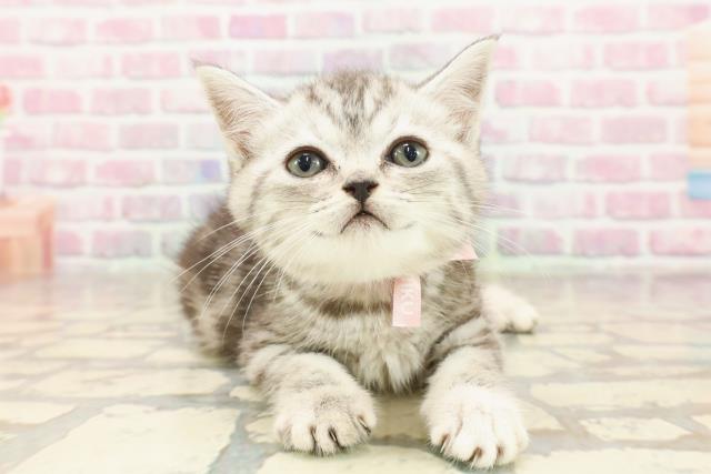 千葉県のミヌエット (Coo&RIKU木更津店/2025年6月21日生まれ/女の子/シルバータビー)の子猫の1枚目の画像