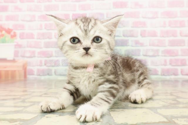 千葉県のミヌエット (Coo&RIKU木更津店/2025年6月21日生まれ/女の子/シルバータビー)の子猫の2枚目の画像