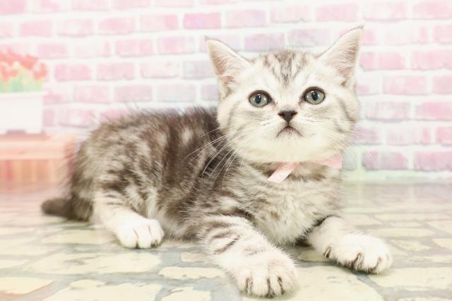 千葉県のミヌエット (Coo&RIKU木更津店/2025年6月21日生まれ/女の子/シルバータビー)の子猫の3枚目の画像