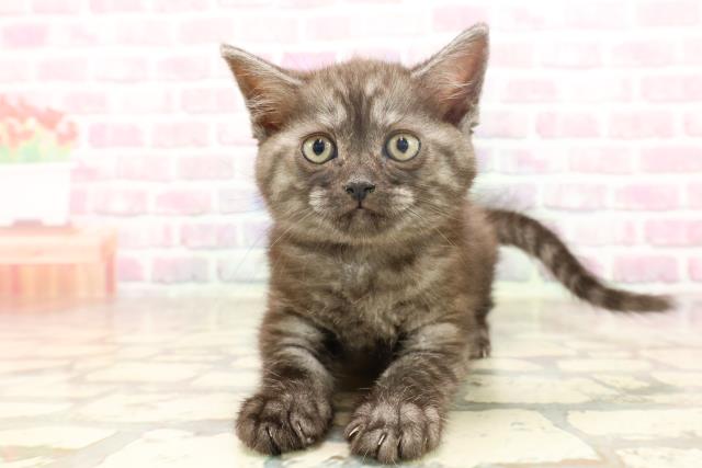 長野県のミヌエット (Coo&RIKU綿半中野店/2025年6月21日生まれ/女の子/ブラックスモーク)の子猫