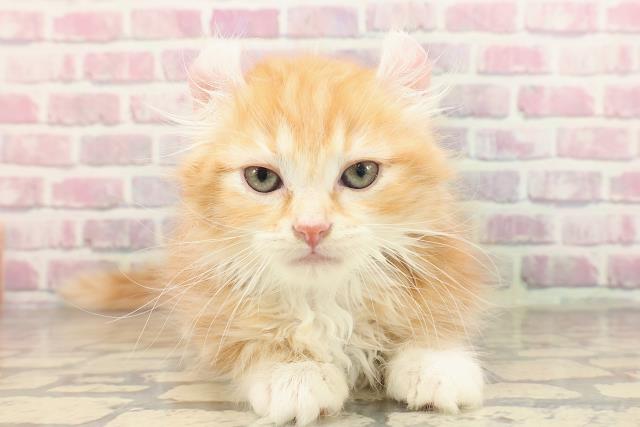 北海道のアメリカンカール (Coo&RIKU北見店/2025年6月20日生まれ/男の子/レッドタビーホワイト)の子猫の1枚目の画像