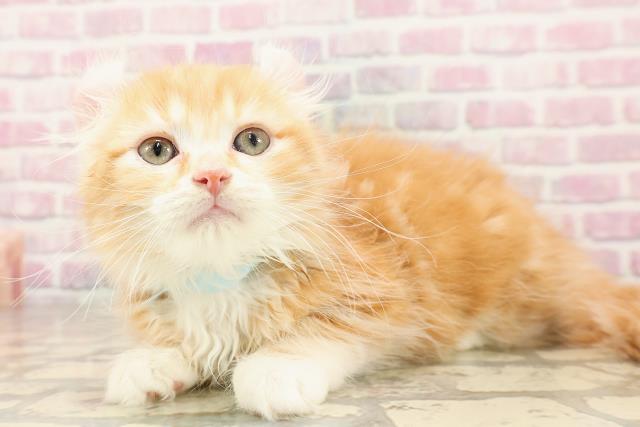 北海道のアメリカンカール (Coo&RIKU北見店/2025年6月20日生まれ/男の子/レッドタビーホワイト)の子猫の2枚目の画像