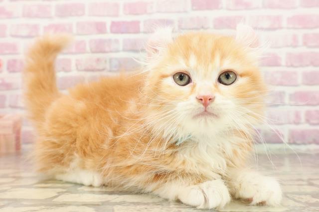 北海道のアメリカンカール (Coo&RIKU北見店/2025年6月20日生まれ/男の子/レッドタビーホワイト)の子猫の3枚目の画像