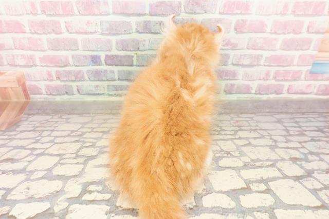 北海道のアメリカンカール (Coo&RIKU北見店/2025年6月20日生まれ/男の子/レッドタビーホワイト)の子猫の4枚目の画像