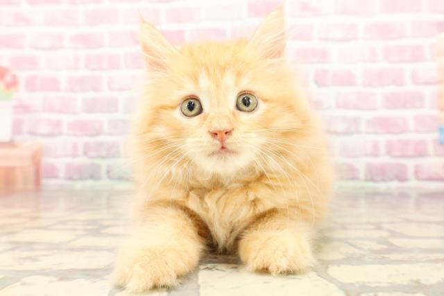 北海道のサイベリアン (Coo&RIKU札幌西店/2025年6月18日生まれ/男の子/レッドタビー)の子猫の1枚目の画像