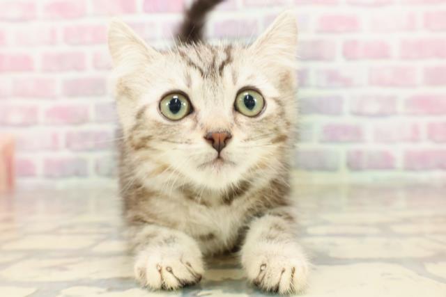 長野県のアメリカンカール (Coo&RIKU長野店/2025年5月27日生まれ/男の子/シルバータビー)の子猫の1枚目の画像