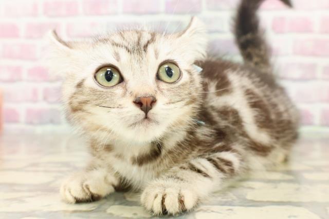 長野県のアメリカンカール (Coo&RIKU長野店/2025年5月27日生まれ/男の子/シルバータビー)の子猫の2枚目の画像