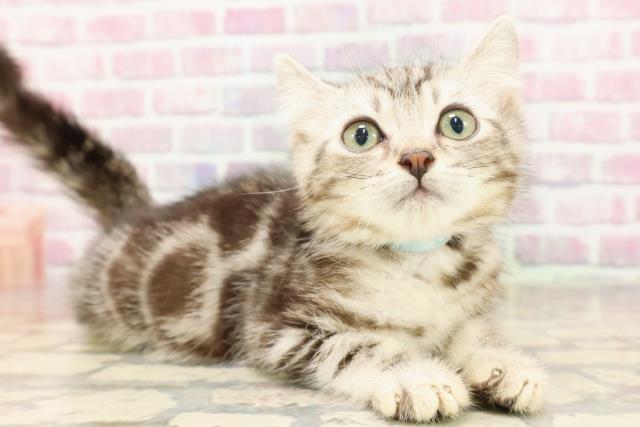 長野県のアメリカンカール (Coo&RIKU長野店/2025年5月27日生まれ/男の子/シルバータビー)の子猫の3枚目の画像