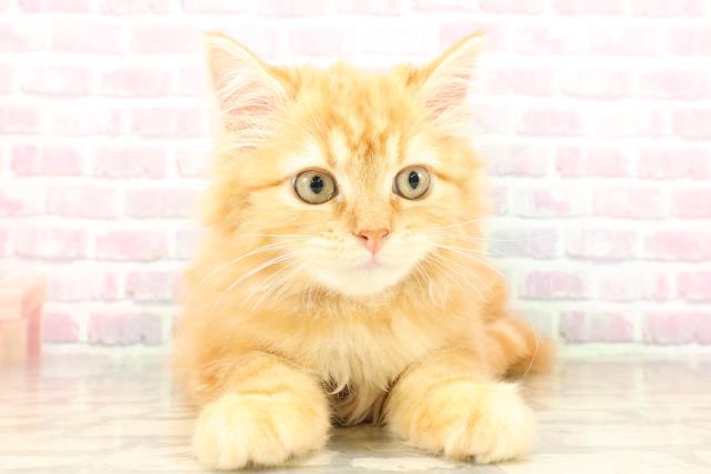 栃木県のサイベリアン (Coo&RIKU足利店/2025年6月18日生まれ/女の子/レッドタビー)の子猫