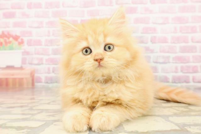 北海道のサイベリアン (Coo&RIKU帯広店/2025年6月18日生まれ/女の子/レッドタビー)の子猫の1枚目の画像