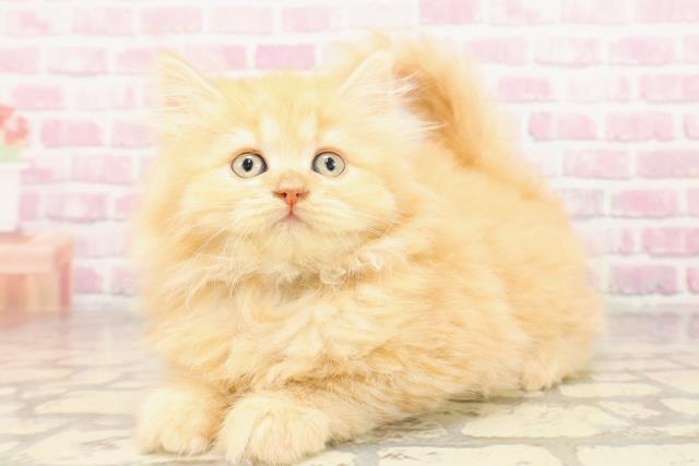 北海道のサイベリアン (Coo&RIKU帯広店/2025年6月18日生まれ/女の子/レッドタビー)の子猫の2枚目の画像
