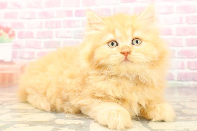 北海道のサイベリアン (Coo&RIKU帯広店/2025年6月18日生まれ/女の子/レッドタビー)の子猫の3枚目の画像
