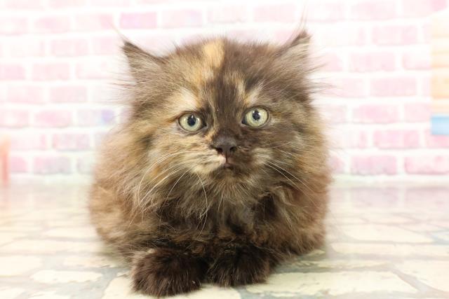宮城県のサイベリアン (Coo&RIKU仙台太白店/2025年6月18日生まれ/女の子/トーティー)の子猫の1枚目の画像