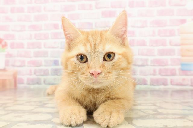 千葉県のマンチカン (Coo&RIKU木更津店/2025年5月7日生まれ/男の子/レッドタビー)の子猫の1枚目の画像