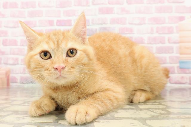 千葉県のマンチカン (Coo&RIKU木更津店/2025年5月7日生まれ/男の子/レッドタビー)の子猫の2枚目の画像