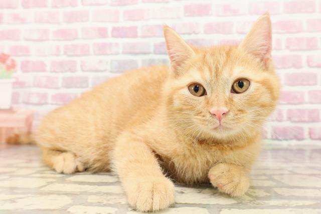千葉県のマンチカン (Coo&RIKU木更津店/2025年5月7日生まれ/男の子/レッドタビー)の子猫の3枚目の画像