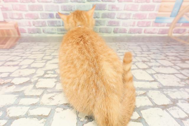 千葉県のマンチカン (Coo&RIKU木更津店/2025年5月7日生まれ/男の子/レッドタビー)の子猫の4枚目の画像