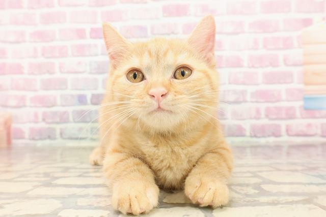 千葉県のマンチカン (Coo&RIKU市原店/2025年5月7日生まれ/男の子/レッドタビー)の子猫の1枚目の画像