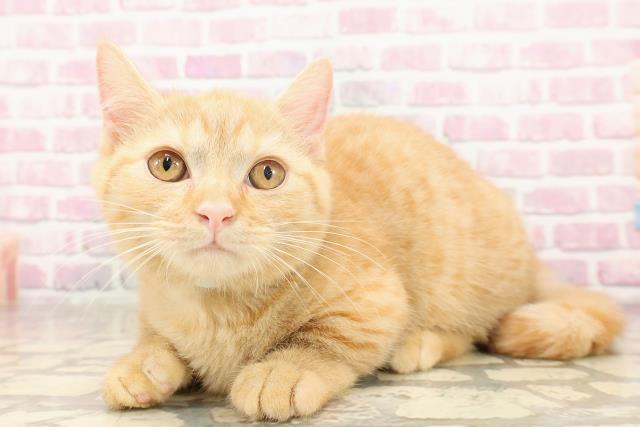 千葉県のマンチカン (Coo&RIKU市原店/2025年5月7日生まれ/男の子/レッドタビー)の子猫の2枚目の画像