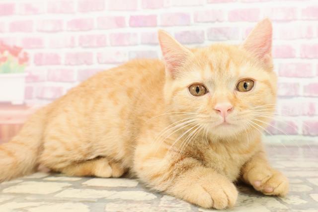 千葉県のマンチカン (Coo&RIKU市原店/2025年5月7日生まれ/男の子/レッドタビー)の子猫の3枚目の画像