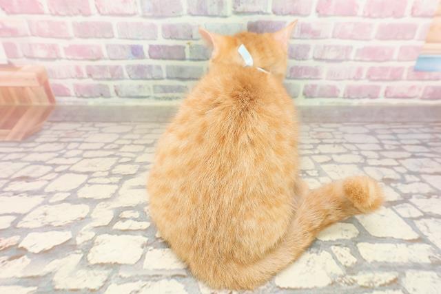 千葉県のマンチカン (Coo&RIKU市原店/2025年5月7日生まれ/男の子/レッドタビー)の子猫の4枚目の画像