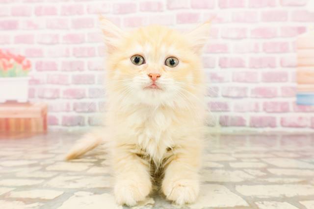 神奈川県のミヌエット (Coo&RIKU横浜旭店/2025年6月15日生まれ/女の子/レッドタビー)の子猫の1枚目の画像