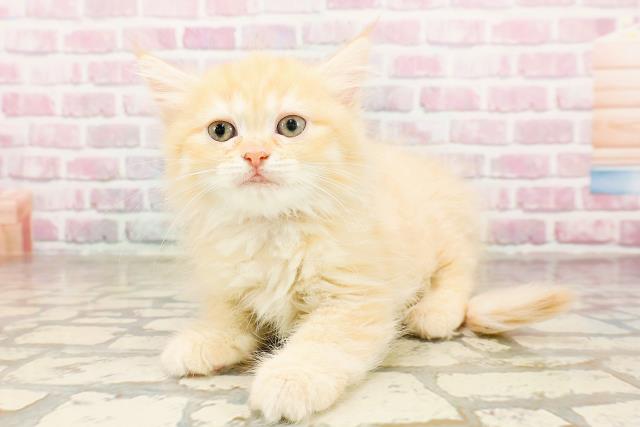 神奈川県のミヌエット (Coo&RIKU横浜旭店/2025年6月15日生まれ/女の子/レッドタビー)の子猫の2枚目の画像