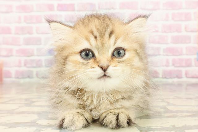 長野県のミヌエット (Coo&RIKU長野店/2025年6月13日生まれ/女の子/ブラウンタビー)の子猫