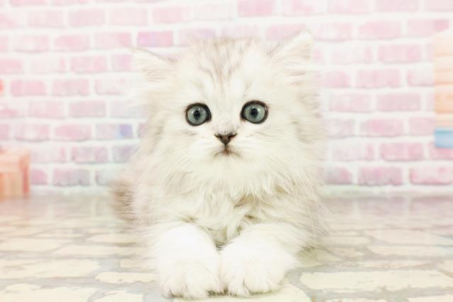 新潟県のミヌエット (Coo&RIKU上越店/2025年6月13日生まれ/女の子/シルバータビー)の子猫