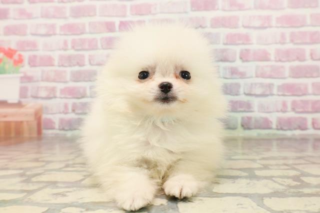 埼玉県のポメラニアン (Coo&RIKUアニマルケアセンター大宮/2025年6月19日生まれ/男の子/クリーム)の子犬の1枚目の画像
